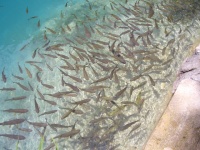 Plitvice non-stop