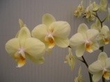 Orchidea