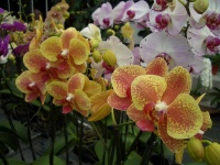 Szlovénia Csodatevő tó és orchideák