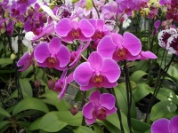 Orchideák