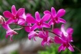Orchidea