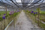 Orchidea farm