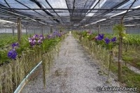 Orchideák