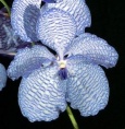 Orchidea
