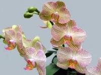 Szlovénia Csodatevő tó és orchideák
