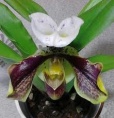 Orchidea