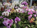 Orchideák