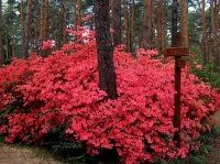 Rhododendron