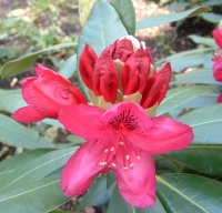 Rhododendron