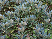 Rhododendron