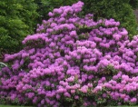 Rhododendron-Purple