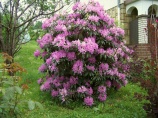 Rhododendron_catawbiense