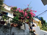 Skiathos virág