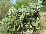 Virágzik a medvetalp kaktusz