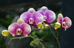 Szlovénia-Orchidea farm