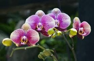 Szlovénia-Orchidea farm