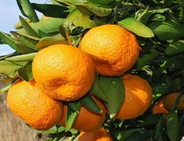 Mandarin szüret