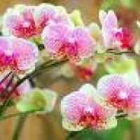 Varázslatos Orchidea