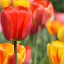 Tulipánvirágzás