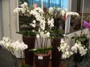 Szlovénia "Csodatévő tó és Orchideák"