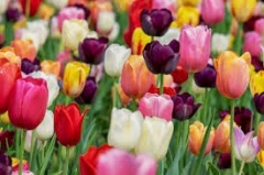 Tulipánvirágzás