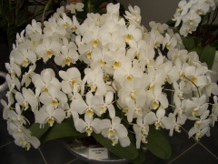 Szlovénia "Csodatévő tó és Orchideák"