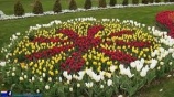 Tulipánvirágzás