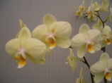 Szlovénia "Csodatévő tó és Orchideák"