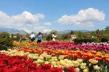 Tulipánvirágzás