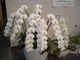 Szlovénia "Csodatévő tó és Orchideák"
