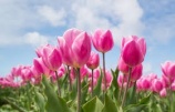 Tulipánvirágzás