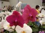 Szlovénia "Csodatévő tó és Orchideák"