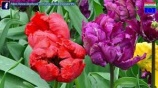 Tulipánvirágzás
