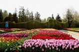 Tulipánvirágzás