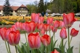 Tulipánvirágzás