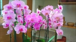 Orchidea Fram